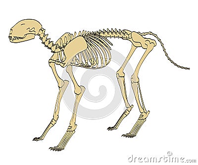 Feline skeleton Cartoon Illustration