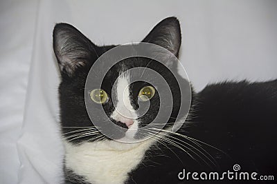 Portrait of Felix the cat on a white background. Stock Photo