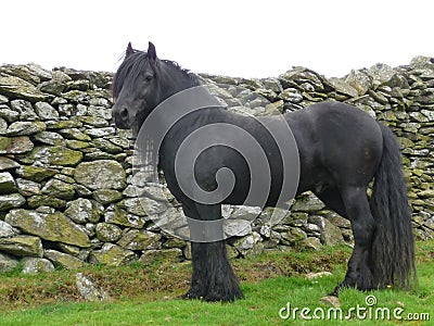 Fell Pony Stock Photo