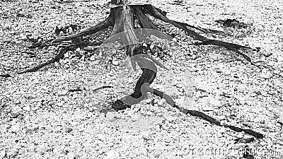 Felled and burned tree in high contrast photography Stock Photo