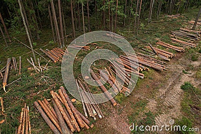 Felled forest, aerial view. Destruction of forests and felling of trees. Forests illegal disappearing. Environmetal and ecological Stock Photo