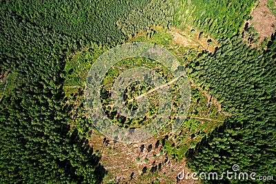 Felled forest, aerial view. Destruction of forests and felling of trees. Forests illegal disappearing. Environmetal and ecological Stock Photo