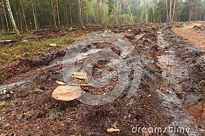 Felled forest area with tree stumps. Destruction and deforestation. Stock Photo