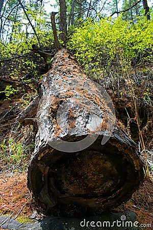 Felled Tree. A felled tree lying in a clearing in the woods Stock Photo