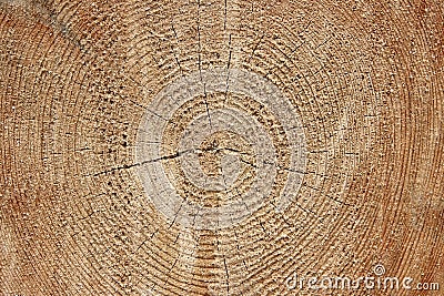 Felled tree in the foresty Stock Photo