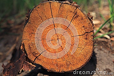 Felled tree trunk pine Ñlose-up. The felled tree and felling process Stock Photo