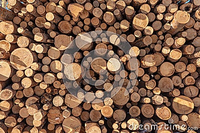 Felled trees in the form of logs lying in a pile. Lumber Stock Photo