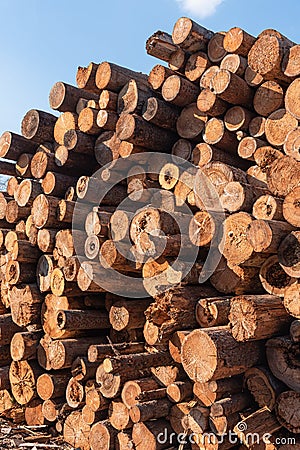 Felled trees in the form of logs lying in a pile. Lumber Stock Photo