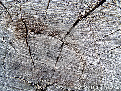 Felled trunk with cracks in the wood Stock Photo