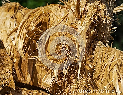 Felled wood macro background Stock Photo