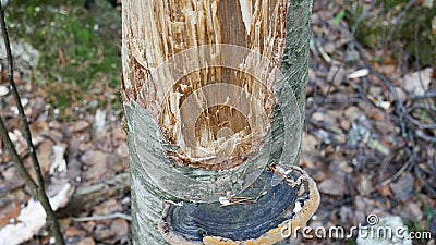 Felling Natural forest of spruce and deciduous Stock Photo