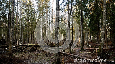 Felling Natural forest of spruce and deciduous Stock Photo