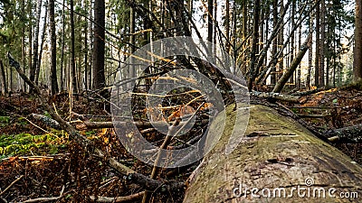 Felling Natural forest of spruce and deciduous Stock Photo