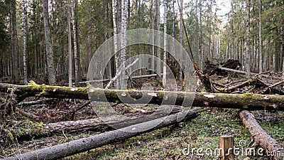 Felling Natural forest of spruce and deciduous Stock Photo