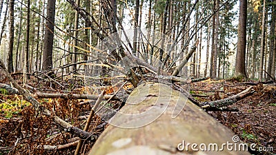Felling Natural forest of spruce and deciduous Stock Photo