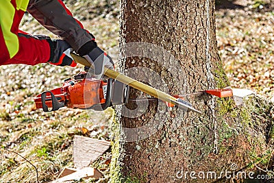 Felling the tree Stock Photo