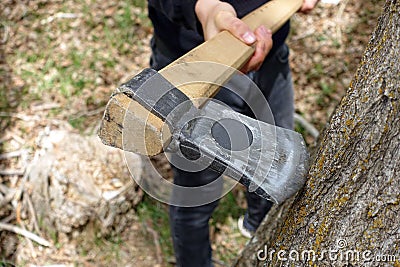 felling trees with an ax, tree slaughter, cutting trees without permission, trees and axes Stock Photo