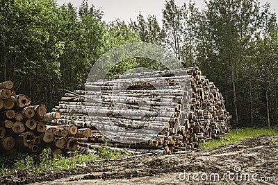 Felling of trees. Destruction of forests. Heap of felled trees Stock Photo