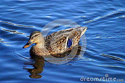 Femail mallard duck on water Stock Photo