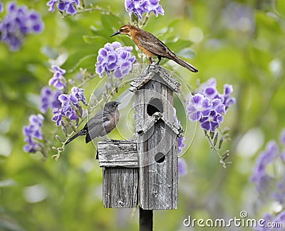 Birds On A Bird House Stock Photo