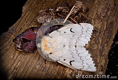 A Female Gypsy Moth Stock Photo
