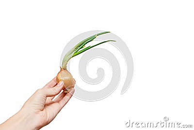 Femal hand holding onion Stock Photo