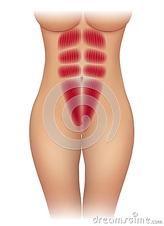 Female abdominal muscles Vector Illustration