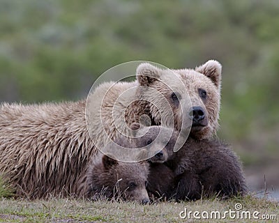 Female adult grizzly with cubs Stock Photo