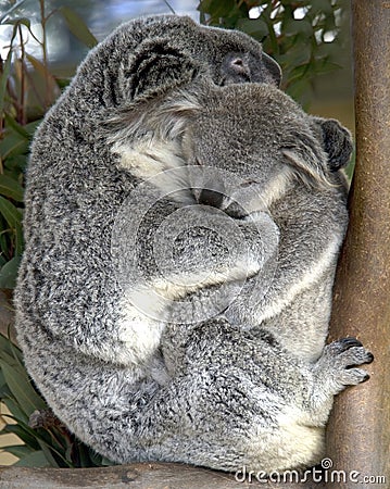 Female adult koala bear holding baby , australia Stock Photo