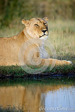 Female adult lion are reflected in the water in the savannah Stock Photo