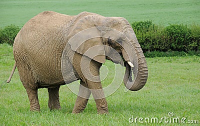 Female African Elephant grazing on lush green grass Stock Photo