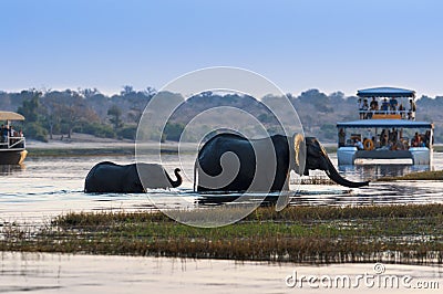 Female African Elephant and its cub crossing the Chobe River in the Chobe National Park with tourist boats on the background Stock Photo