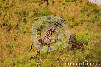 a female african giraffe with a red-billed buffalo starling Stock Photo