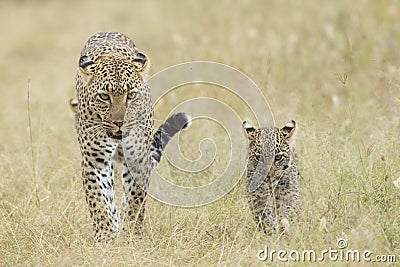 Female African Leopard walking with her small cub, Tanzania Stock Photo