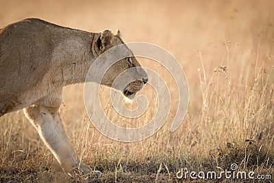 Female African Lioness, stalking in the grass in Serengeti, Tanzania Stock Photo