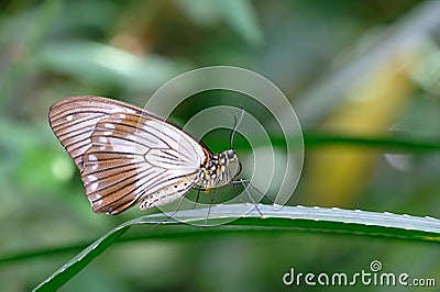 Female African Swallowtail, Mocker Swallowtail or Flying Handkerchief, papilio dardanus Stock Photo