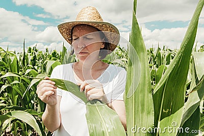 Female agronomist farmer examining unripe green corn maize crop plants in cultivated field Stock Photo
