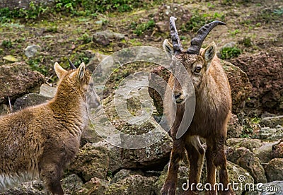 Female alpine ibex mother standing next to her kid, wild goats from the european alps Stock Photo