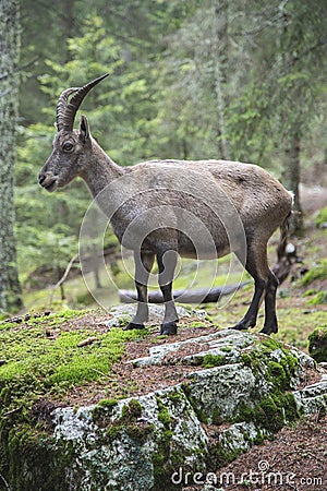 Female alpine ibex on a rock Stock Photo