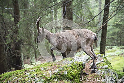 Female alpine ibex walking in a wood Stock Photo