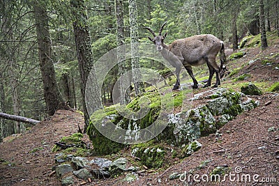 Female alpine ibex in a wood Stock Photo