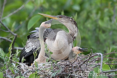 Female American Anhinga with Young at Nest - Everglades National Stock Photo