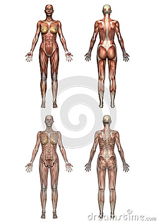 Female Anatomy Stock Photo
