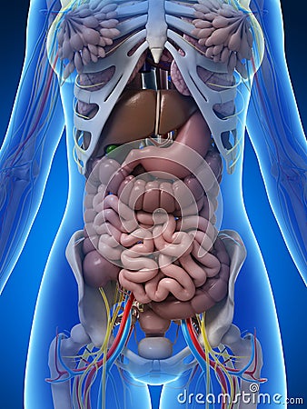 Female anatomy stock illustration. Illustration of gallbladder - 30724450