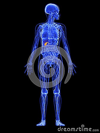 Female anatomy - gallbladder Cartoon Illustration