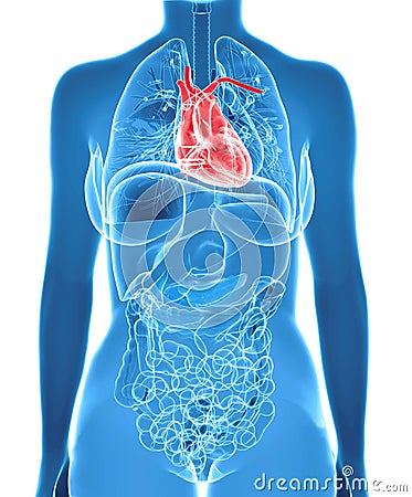 https://thumbs.dreamstime.com/x/female-anatomy-highlighted-heart-human-inside-x-ray-body-isolated-white-background-39094590.jpg