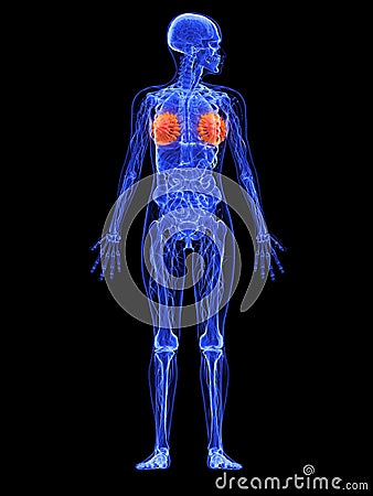 Female anatomy - mammary glands Cartoon Illustration