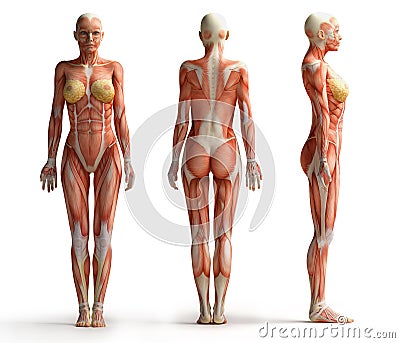 Female anatomy view Stock Photo