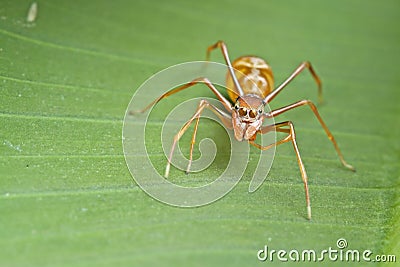 Female ant-mimic spider Stock Photo