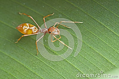 Female ant-mimic spider Stock Photo